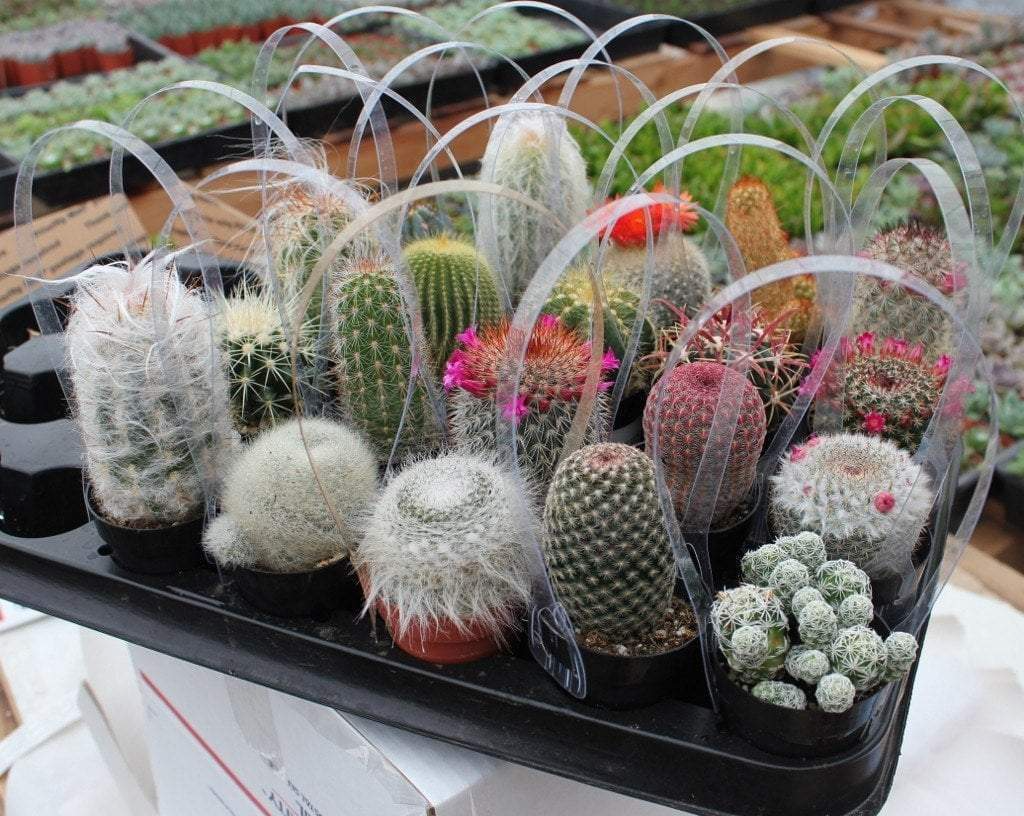 Lot of 10 Assorted Cactus Unrooted Cuttings Bundle - Propagation & Collection, Succulent Cuttings, Various Species