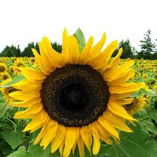 100+ Mammoth Sunflower Seeds | Giant Helianthus annuus | Tall Pollinator & Privacy Screen Flowers