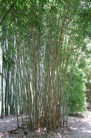Thai Clumping Bamboo Cuttings - Green Stripe Bambusa dolichomerithalla, 12 Live Culms, Edible Shoots, Privacy Screen, Zone 9-11