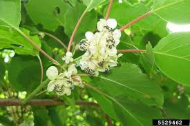 Hardy Kiwi Cuttings - 8 Hardwood Vines (Geneva3, Anna, Issai, Meader) - Actinidia arguta Fruit Plants