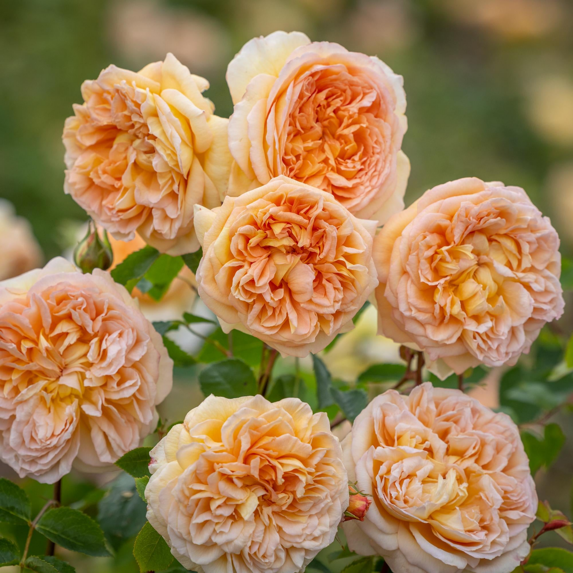 Bathsheba Rose Cuttings - 3 Pcs, Apricot-Yellow Blooms, Fragrant Climber, English Rose, Bare Root Propagation, 170+ Petals