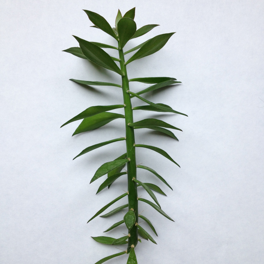 Pereskiopsis spathulata Cutting Pack | Grafting Stock Cactus Rooting Plants | Fast-Growing Succulent Propagation