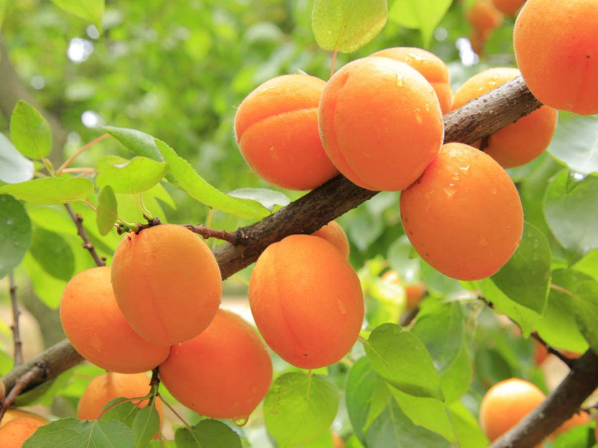 6 Manchurian Apricot Unrooted Hardwood Cuttings - Organic Prunus armeniaca Grafting Scion Wood for Fruit Tree Propagation