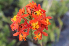 10 Rooted Epidendrum Radicans Cuttings - Fire Star Orchid Ground Plant Live Indoor Outdoor Garden