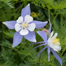 Blue Colorado Columbine Seeds | 500+ Non-GMO Aquilegia caerulea Wildflower for Pollinator Gardens & Rocky Landscapes