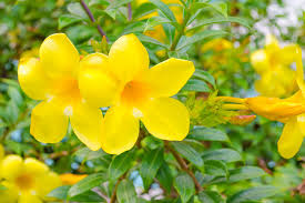 Golden Trumpet Vine Plants | Allamanda cathartica | 4 Rooted Tropical Flowering Vines with Yellow Trumpet Flowers | USDA Zones 10-11