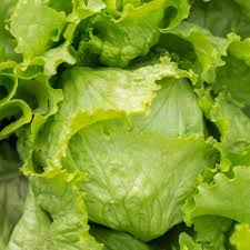 Iceberg Batavian Lettuce Seeds – Heirloom Heading Lettuce for Salad, Sandwiches, Lactuca sativa, 700 Seeds