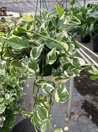 Pothos Ivy Cuttings Pack – 6 Indoor Trailing Plants Including Marble Queen, Brazil, N’Joy – Low Light, Air Purifying, Easy Care