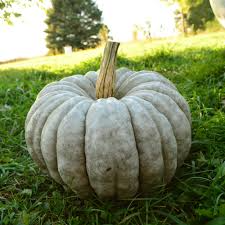 Jarrahdale Pumpkin Seeds 10-Pack | Blue Winter Squash | Cucurbita maxima Non-GMO Heirloom Seeds from Queensland