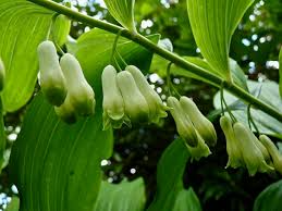 3 Bare Root Solomon’s Seal Plants - Polygonatum biflorum, Perennial Shade Wildflower, Native Woodland Plant
