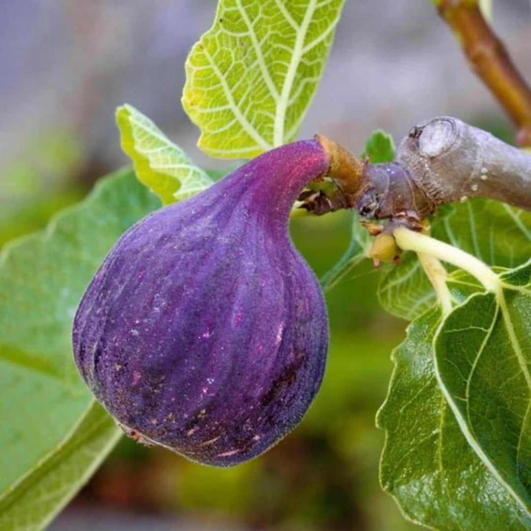 LSU Purple Fig Scion Cuttings – Ficus carica Fruit Tree Propagation, Edible Purple Figs, 5 Pieces, 5-7 Inches