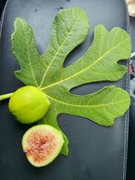White Kadota Fig Cuttings 6" Unrooted Ficus carica Grafting Fruit Tree for Propagation