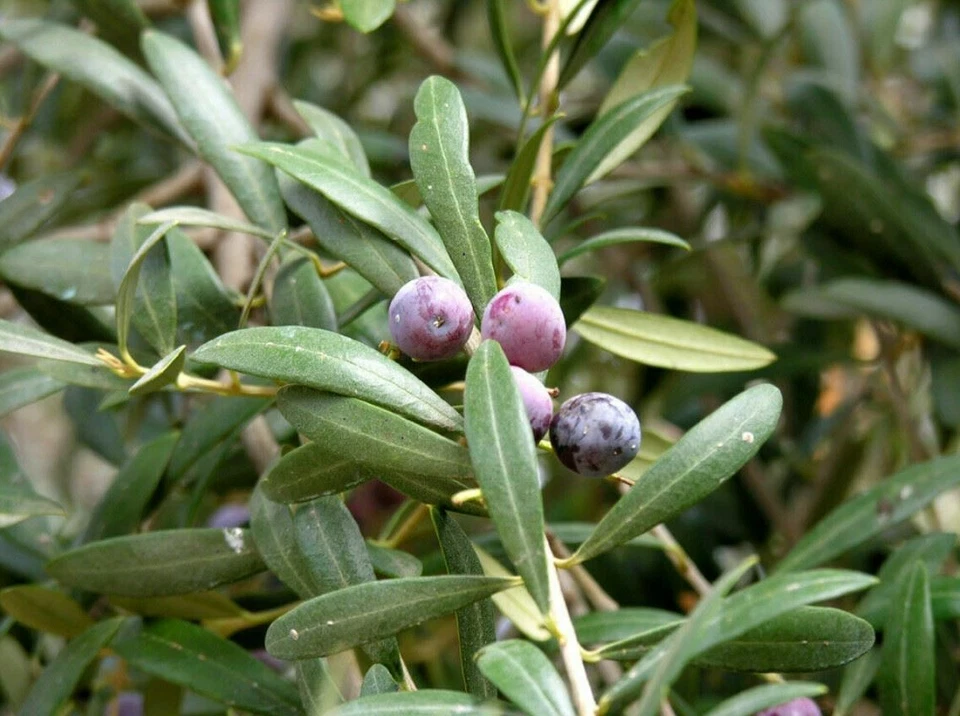 Arbequina Olive Tree Starter Plant - Drought Tolerant, Evergreen Fruit Tree, Olea europaea, 5+ Inches Tall, USDA Zones 8-11