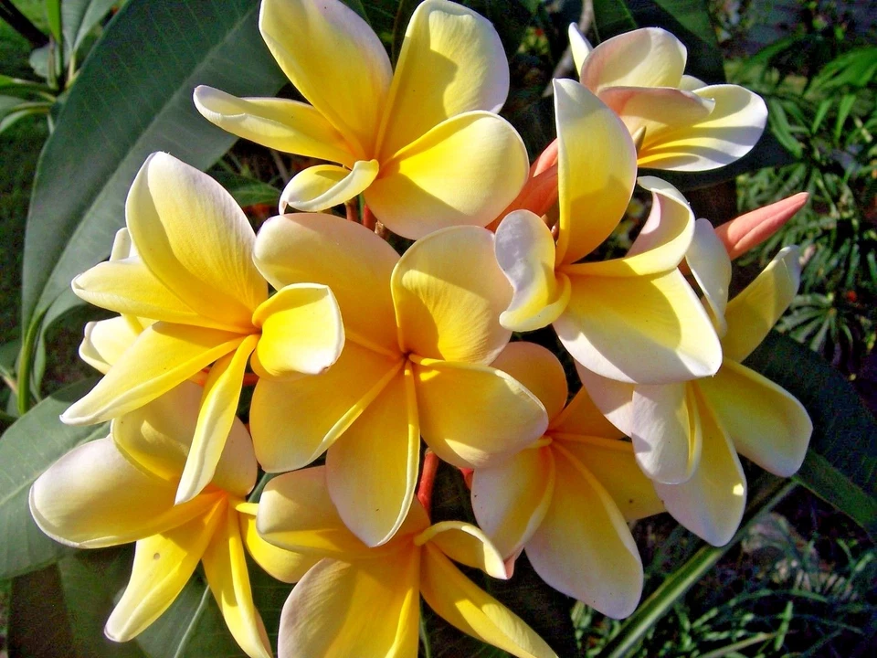 Yellow Plumeria Cutting - Fragrant Lei Flower, Tropical Plant, Fast Rooting, Zone 9-11, Container or Garden, Grower's Guide Included