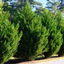 5 Leyland Cypress Cuttings - Fast-Growing Evergreen Privacy Tree for Landscaping & Windbreaks | Cypress Conifer Seedlings
