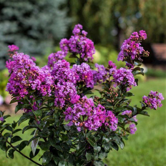 Dark Purple Crepe Myrtle Live Plants - 2 Rooted Bushes, Lagerstroemia indica, Drought Tolerant, Zone 7-10, Flowering Tree or Bush