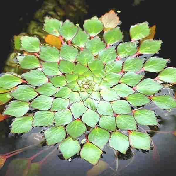 Water Mosaic Plant Cuttings, Ludwigia sedioides, Floating Aquatic Plant, Pond and Aquarium Water Garden