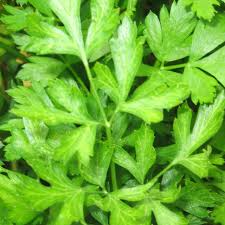 Parsley Seeds 150+ | Petroselinum crispum | Culinary Herb for Cooking & Herb Gardens | Non-GMO