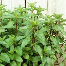 Chocolate Mint Herb Plant – Mentha x piperita, 8" Small Bush, Fresh Aromatic Herb for Tea & Cooking
