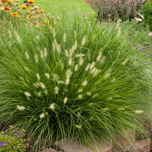 Pennisetum alopecuroides Fountain Grass Clumps - Zone 5-9, Ornamental, Deer Resistant, Moist Soil, Perennial Garden Grass