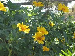 Mexican Sunflower Cuttings | Tithonia diversifolia | Yellow Flowers | Drought Tolerant Perennial Shrubs | Zones 8-11