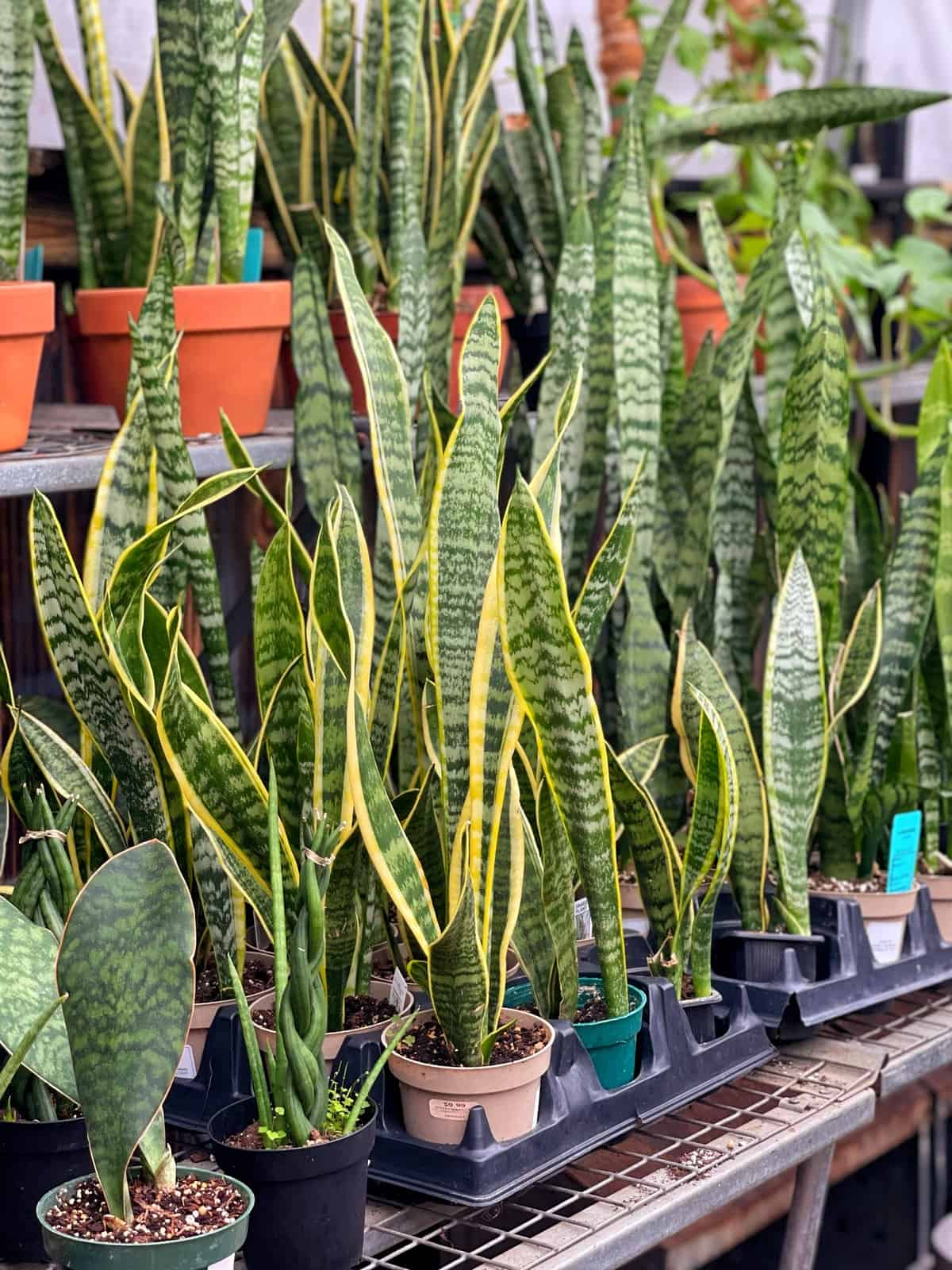 Sansevieria Trifasciata Snake Plant in 4" Pot – Low Maintenance Indoor Houseplant, Air Purifying, Pet-Friendly