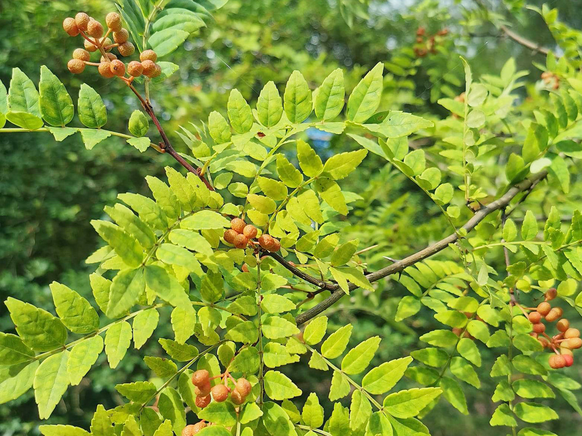 Sansho Pepper Tree Cuttings - 4 Pcs, Zanthoxylum piperitum, Japanese Culinary Herb, Fragrant Leaves, Zones 6-9
