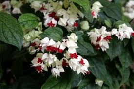 Bleeding Heart Rooted Starter Plant, Clerodendrum thomsoniae, White & Red Blooms, Hardy Climbing Vine for Garden & Landscape