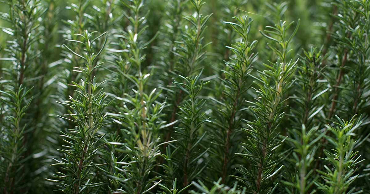 Organic Rosemary Herb Plant Cuttings, Rosmarinus Officinalis, Unrooted 10" for Propagation, Fresh Culinary Herb