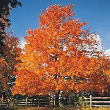 Bare Root Sugar Maple Tree Acer saccharum | Live Starter Tree for Fall Color, Shade & Landscaping