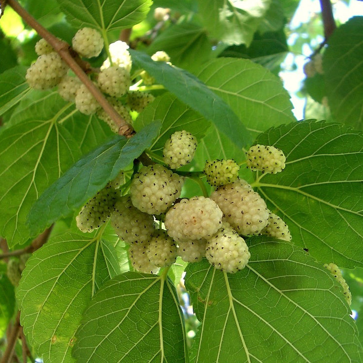 White Mulberry Tree Bare Root – Morus alba, Edible Fruit, Wildlife & Shade Tree, Fast-Growing, 1–2 ft