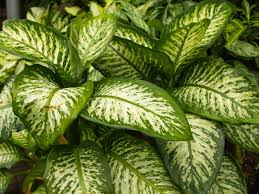Variegated Dieffenbachia Dumb Cane Live Cutting | Rare Indoor Houseplant | Air-Purifying & Fast-Growing | 4-8 Inch Fresh Plant Cutting