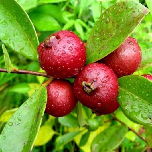 1 Cattley Strawberry Guava Seedling 7-12" | Tropical Edible Fruit Plant, Easy to Grow