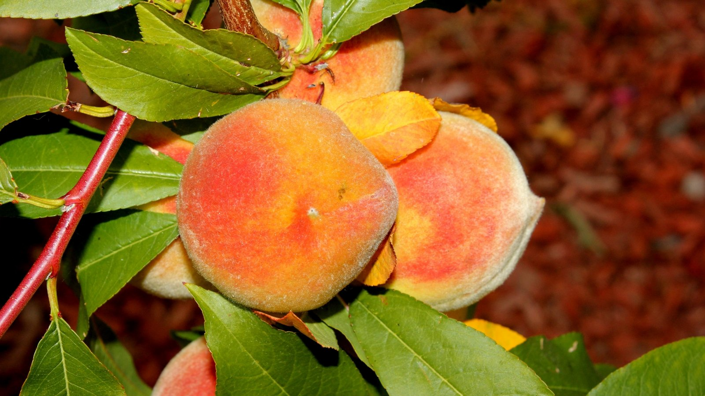 Elberta Peach Tree Cuttings - 4 Live Prunus persica Fruit Tree Propagation, 7+ Inch Freestone Peach Garden Cuttings