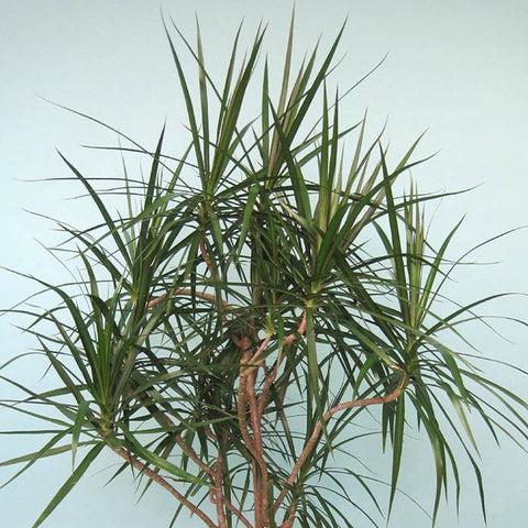 Dracaena Marginata Cuttings 6-8" Indoor Houseplant Air Purifying Tropical Evergreen