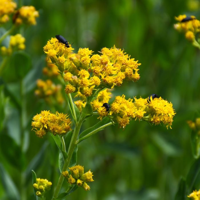 10 Bare Root Goldenrod Plants Solidago nemoralis Native Perennial Wildflower for Pollinators & Bees