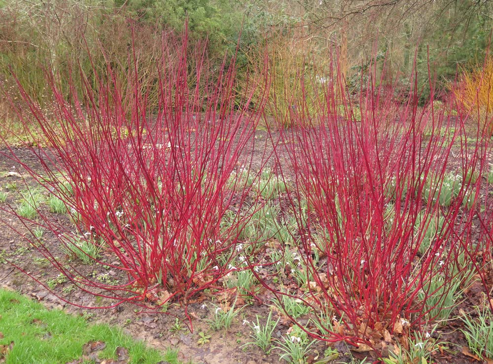 Red Osier Dogwood Cuttings - 30 Live 12-Inch Stems, Cornus sericea, Native Shrubs for Wetlands & Erosion Control