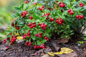 Lingonberry Plant Rhizomes - Vaccinium vitis-idaea Wild-Harvested Groundcover, Acid-Loving, Zone 2-7 Hardy, Edible Berries