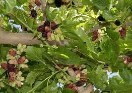 3 Dwarf Everbearing Mulberry Trees Morus nigra | Compact Fruit Trees for Containers & Edible Landscaping | Starter Plants
