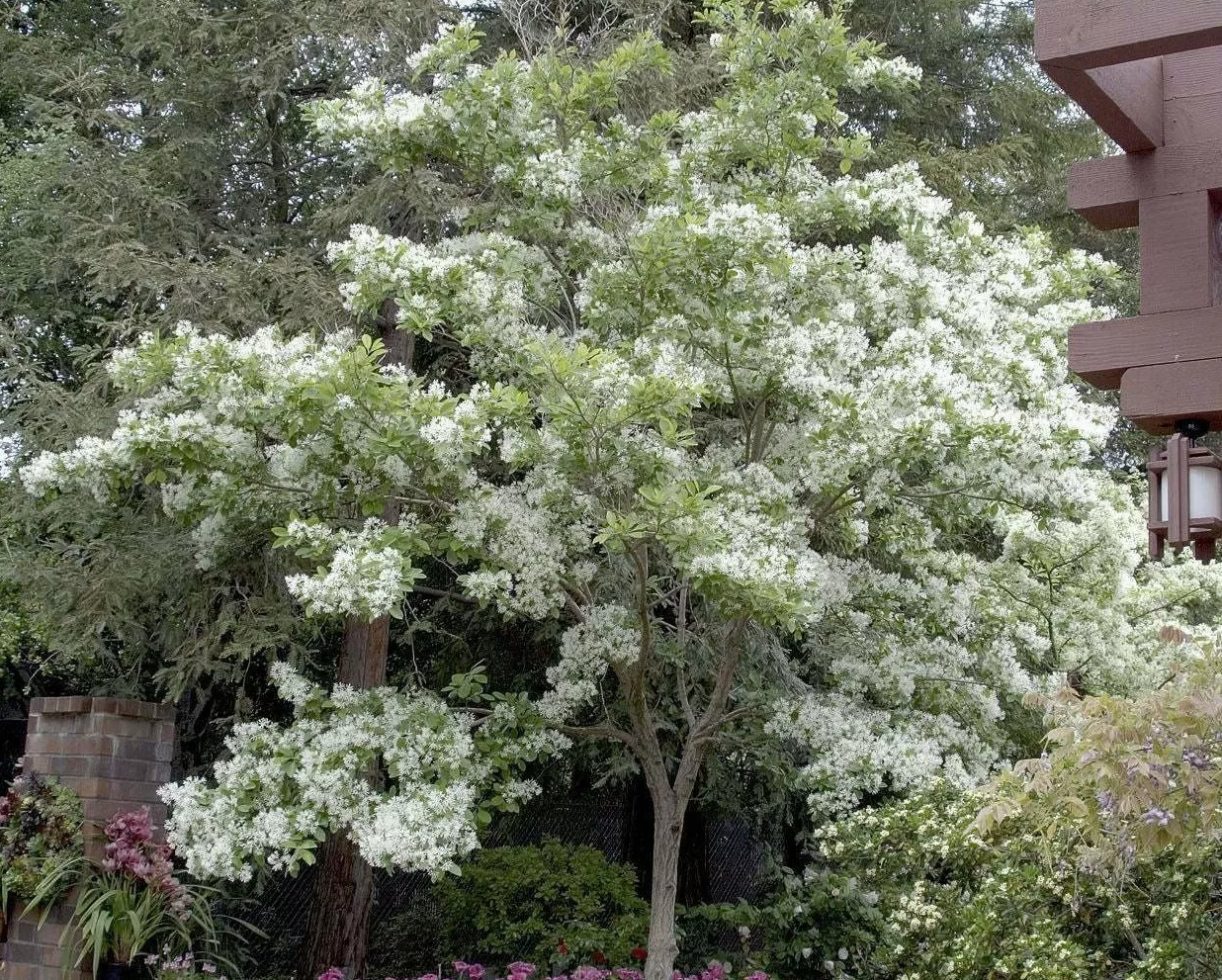 Fringe Tree Cuttings 5+ Native Chionanthus virginicus Deciduous Shrub with White Spring Flowers
