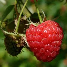 Red Raspberry Heritage Scion Cuttings – Unrooted 10-12" for Grafting, High-Yield Rubus idaeus Berry Plants