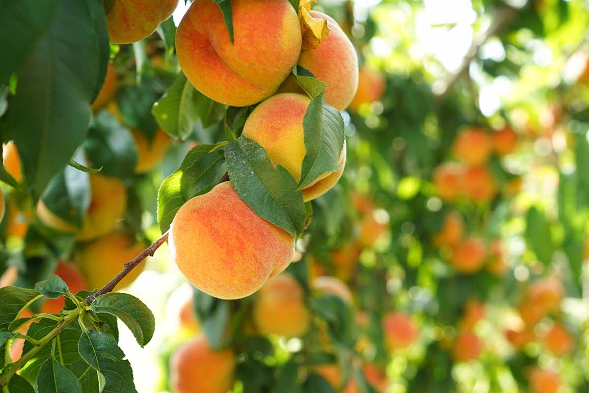 California Peach Cuttings - 7 Live 6" Prunus persica Fruit Tree Propagation for Edible Garden, Backyard Orchard, Zone 5-9
