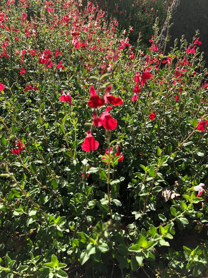 Organic Red Autumn Sage Cuttings - 15 Pcs, Salvia greggii, Drought & Frost Tolerant, Hummingbird & Butterfly Magnet, Edible Herb, USA Grown