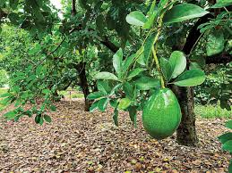 Florida Avocado Cuttings for Grafting - Persea americana Choquet - Large Fruit - Unrooted Planting Material