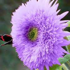 Purple Teddy Bear Sunflower Seeds – Fluffy Deep Purple Blooms – Pollinator Friendly – Helianthus annuus – Easy to Grow