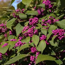 Beautyberry Bush Cuttings, Callicarpa americana, 7 Live Clippings with Purple Berries, Wildlife Friendly, Zones 6-10