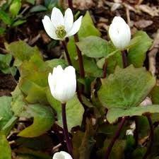 Set of 5 Bare Root Jeffersonia diphylla - Native Woodland Wildflower for Shade Gardens