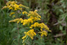 3 Bare Root Goldenrod Plants - Solidago nemoralis Native Pollinator Wildflower Monarch-Friendly Perennial