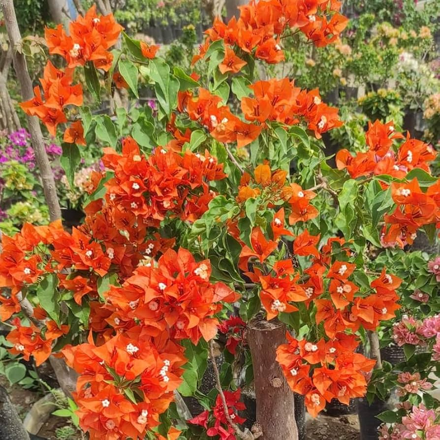 Bougainvillea Orange King Live Plant, 1-2 Ft Tall, Vibrant Orange Bracts, Evergreen Vine, Full Sun, USDA Zones 9-11