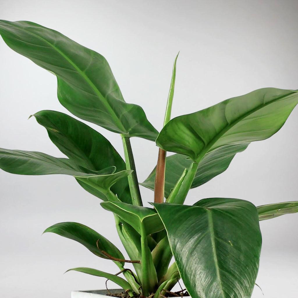 Imperial Green Philodendron Live Houseplant 4-Inch Pot, Tropical Foliage, Indoor Outdoor Shade Plant, Philodendron erubescens